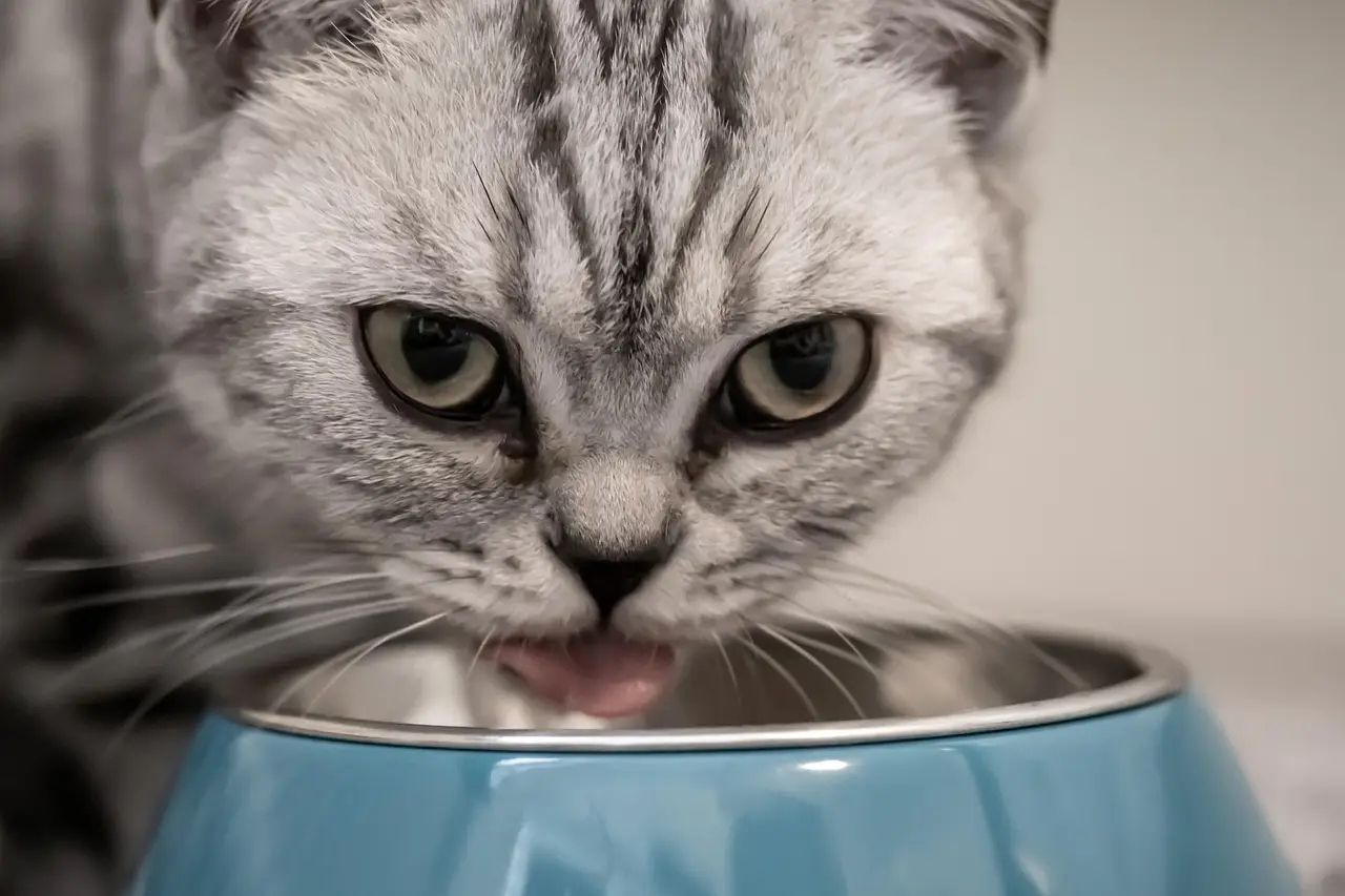 Futterumstellung bei Katzen: Schritt für Schritt