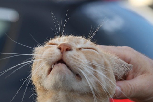 Katze wird gesrtreichelt